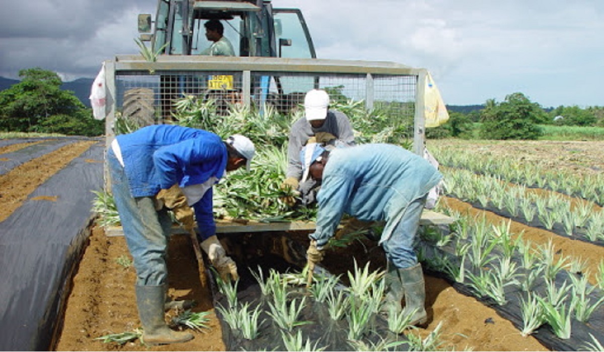 Entretien de la collection des variétés d’ananas existantes