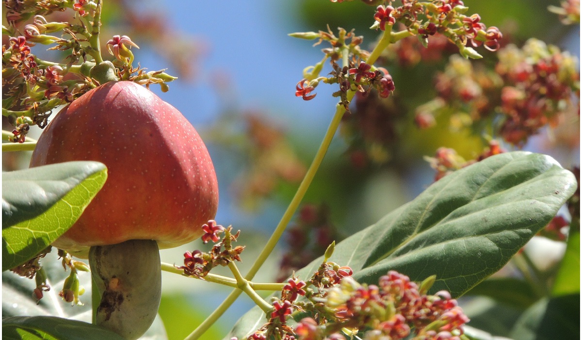 Hybridation entre provenances d’anacardiers par la pollinisation artificielle