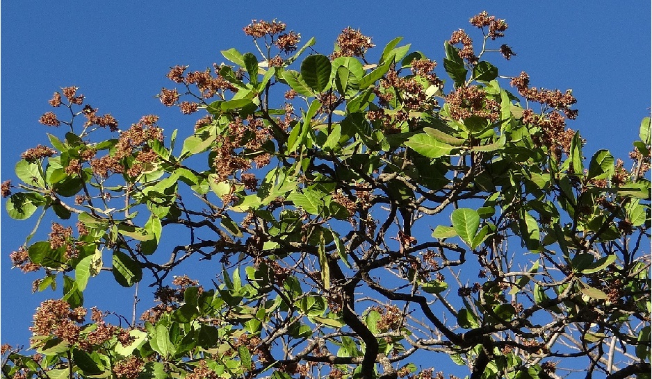 Sélection de nouveaux arbres-mères d’anacardiers dans les plantations paysannes du Département des Collines