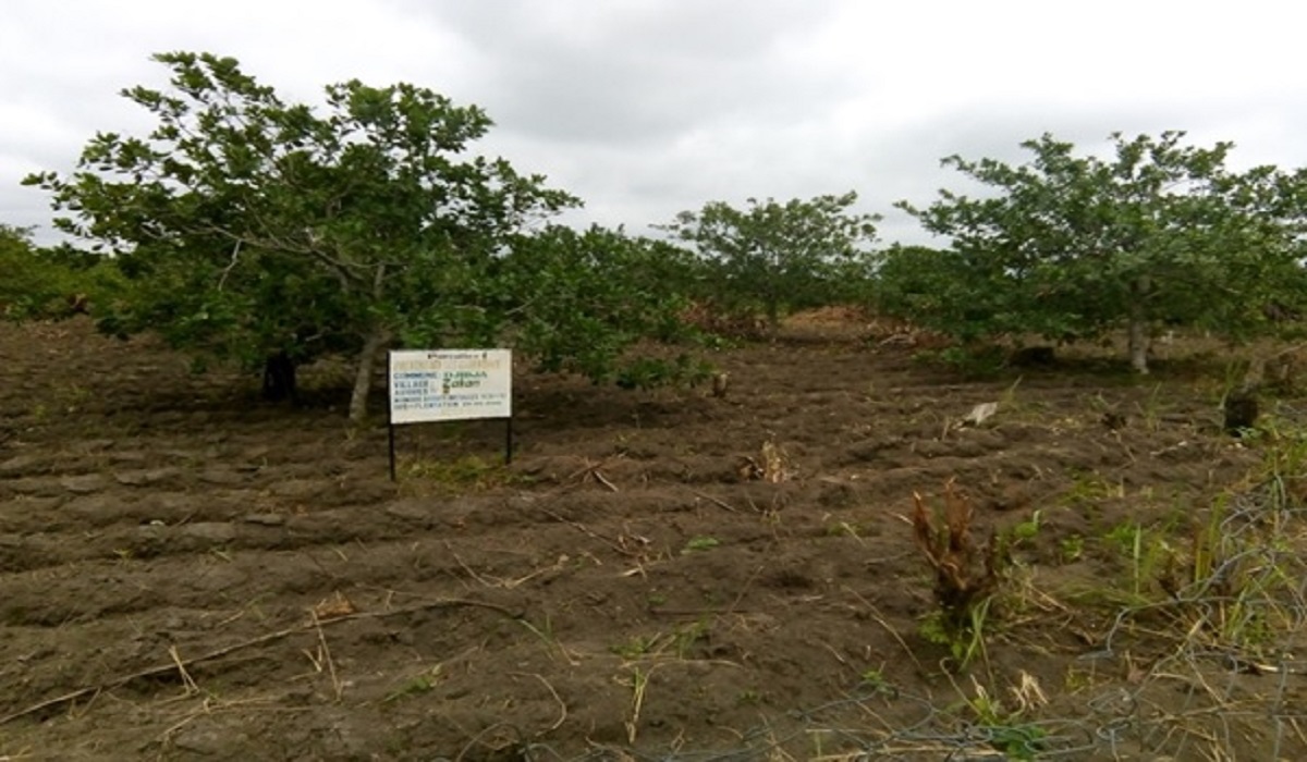 Évaluation des performances agronomiques des provenances d’anacardiers